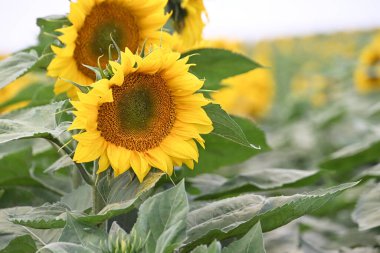 Büyük çiçek açan güzel bir tarla.