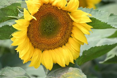 Büyük çiçek açan güzel bir tarla.