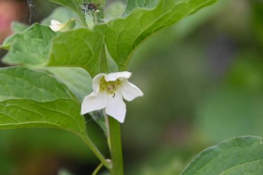 Açık havada yetişen güzel çiçekler, yaz konsepti, yakın manzara.  