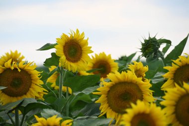 Büyük çiçek açan güzel bir tarla.