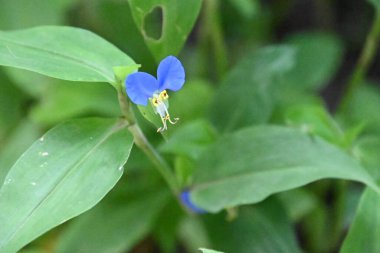 Açık havada yetişen güzel çiçekler, yaz konsepti, yakın manzara.  