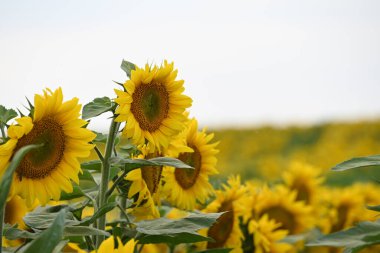 Büyük çiçek açan güzel bir tarla.