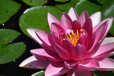 Nilüferler gölette