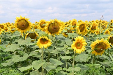 Büyük çiçek açan güzel bir tarla.