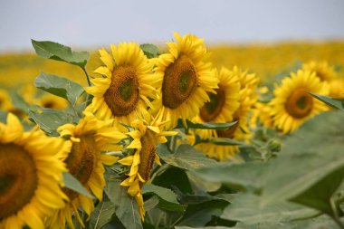Büyük çiçek açan güzel bir tarla.