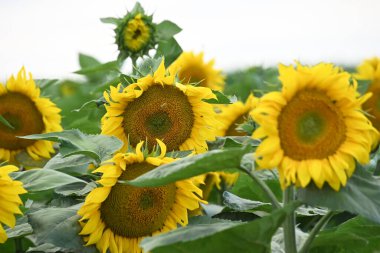 Büyük çiçek açan güzel bir tarla.