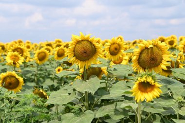 Büyük çiçek açan güzel bir tarla.