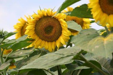 Büyük çiçek açan güzel bir tarla.