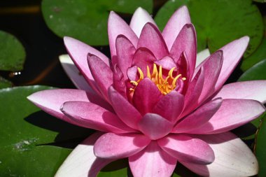 Nilüferler gölette