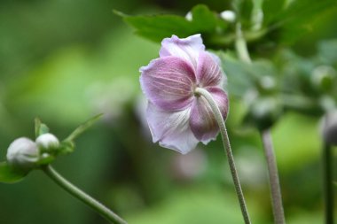 Açık havada yetişen güzel çiçekler, yaz konsepti, yakın manzara.  