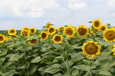 Büyük çiçek açan güzel bir tarla.