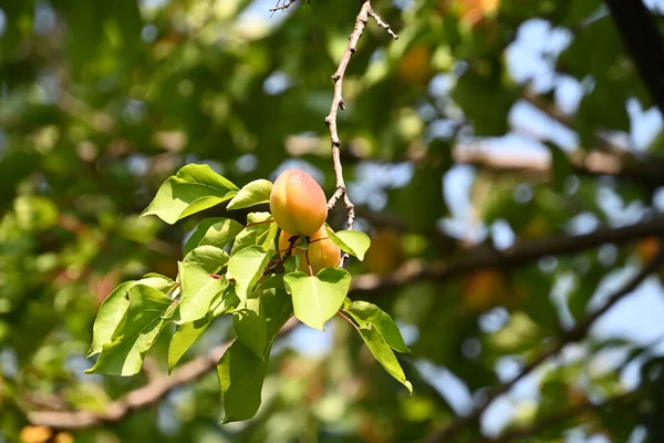 Árbol Con Albaricoques Maduros Creciendo Aire Libre Concepto Verano Vista — Foto de Stock