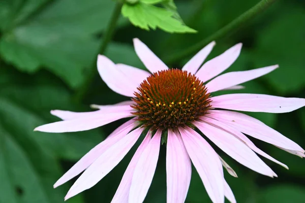 Gyönyörű Virág Szabadban Nyári Koncepció Közelről — Stock Fotó