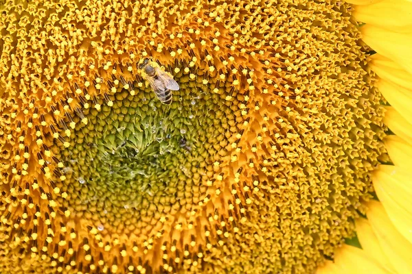 Girassol Bonito Crescendo Livre Conceito Verão Vista Perto — Fotografia de Stock