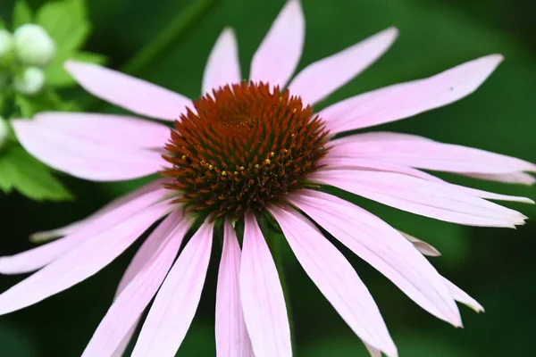 Schöne Blumen Wachsen Garten Sonnigen Sommertag — Stockfoto