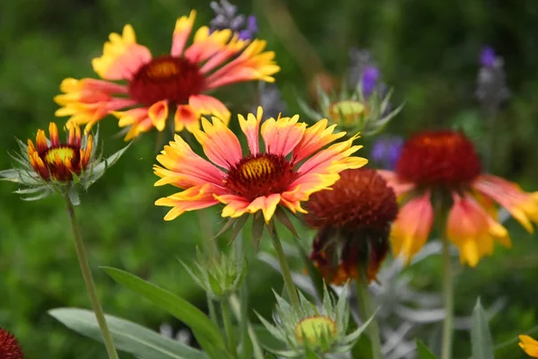 Vackra Blommor Växer Utomhus Sommar Koncept Nära Utsikt — Stockfoto