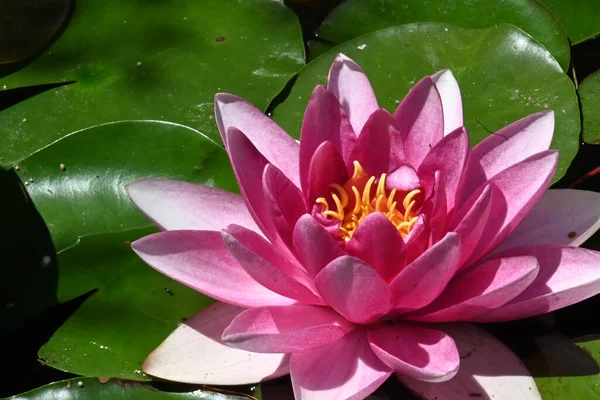 Water Lily Pond — Stock Photo, Image