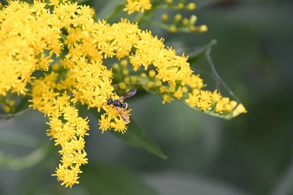 Mooie Bloemen Groeiend Buiten Zomer Concept Dichtbij Uitzicht — Stockfoto