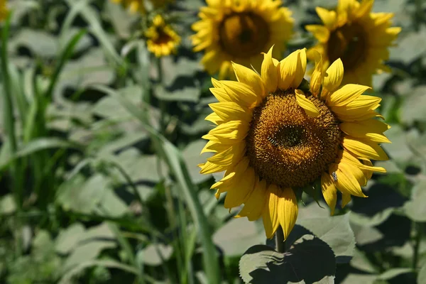 Beautiful Field Large Blooming Sunflowers — Stock Photo, Image