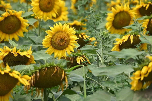 Gyönyörű Mező Egy Nagy Virágzó Napraforgóval — Stock Fotó
