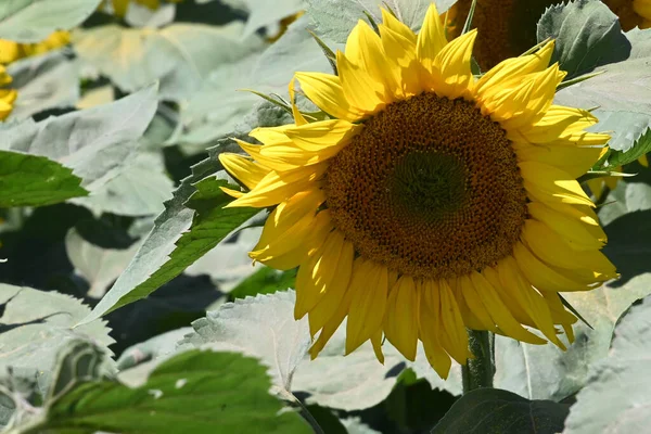 Beautiful Field Large Blooming Sunflowers — Stock Photo, Image