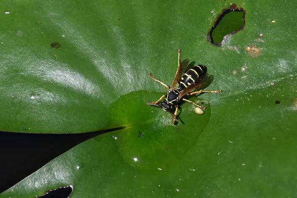 Wesp Lotusblad Vijver Zomerdag — Stockfoto