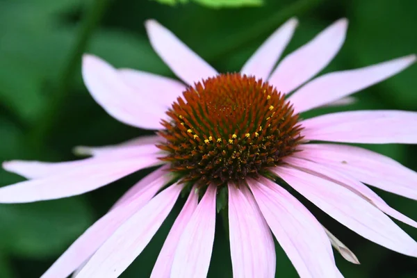 Krásný Květ Rostoucí Venku Letní Koncept Zblízka — Stock fotografie