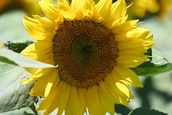 Schönes Feld Mit Großen Blühenden Sonnenblumen — Stockfoto