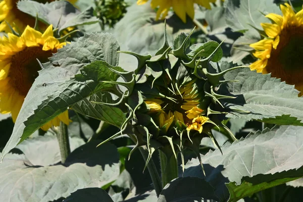 Vackert Fält Med Stor Blommande Solrosor — Stockfoto