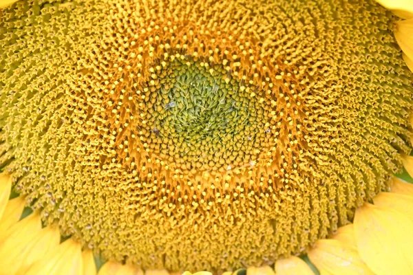 Schöne Sonnenblumen Wachsen Freien Sommerkonzept Nahsicht — Stockfoto