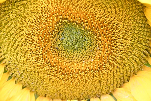 Beau Tournesol Poussant Plein Air Concept Été Vue Rapprochée — Photo