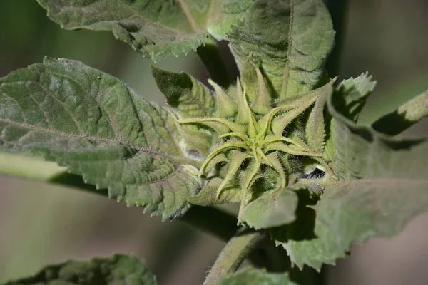 Schöne Sonnenblumen Wachsen Freien Sommerkonzept Nahsicht — Stockfoto