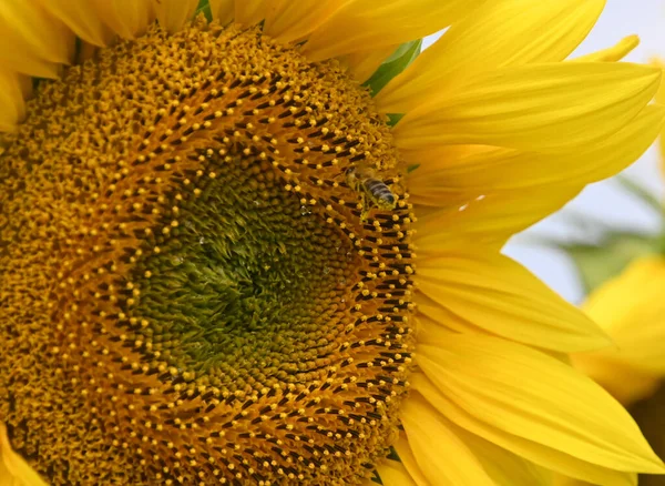 Bidang Indah Dengan Bunga Matahari Mekar Besar — Stok Foto