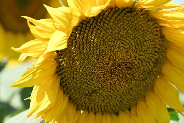 Vackert Fält Med Stor Blommande Solrosor — Stockfoto