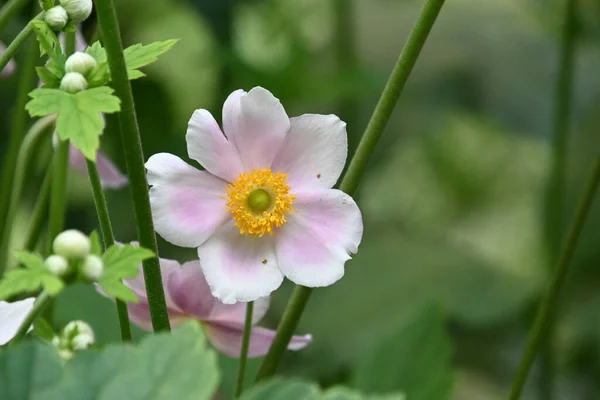 Hermosas Flores Que Crecen Jardín Verano Día Soleado — Foto de Stock