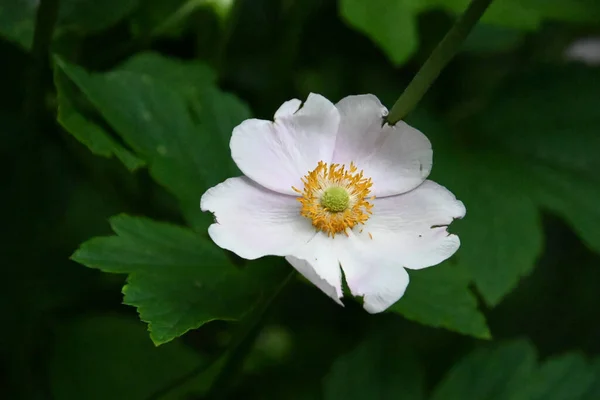 Hermosa Flor Que Crece Aire Libre Concepto Verano Vista Cercana — Foto de Stock