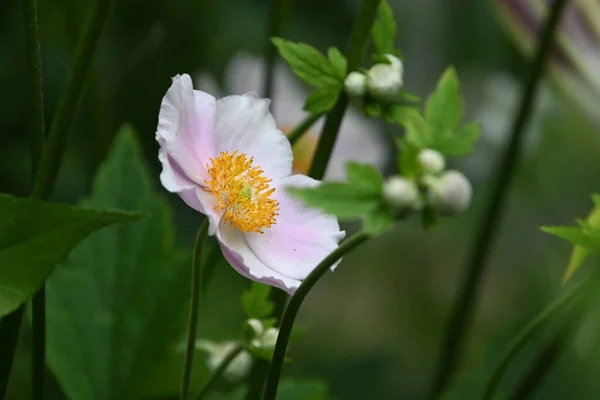 Belles Fleurs Poussant Dans Jardin Journée Ensoleillée Été — Photo