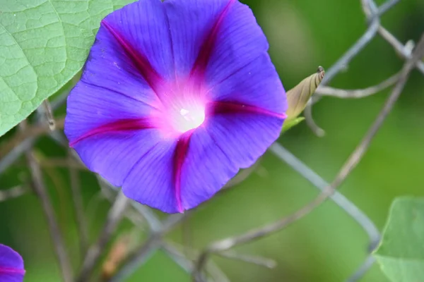 Hermosas Flores Que Crecen Jardín Verano Día Soleado — Foto de Stock