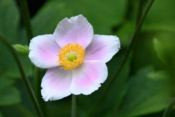 Piękny Kwiat Rośnie Zewnątrz Koncepcja Latem Widok Bliska — Zdjęcie stockowe