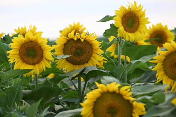 Büyük çiçek açan güzel bir tarla.