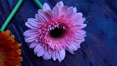 Gerbera çiçekleri ahşap masada.