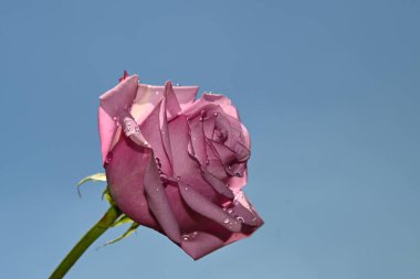 Mavi arkaplanda pembe güller