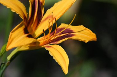 Güneşli yaz gününde bahçede yetişen güzel çiçekler. 