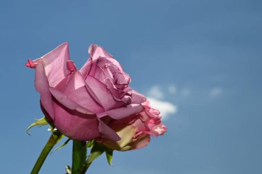 Mavi arkaplanda pembe güller