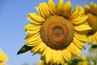 Büyük çiçek açan güzel bir tarla.