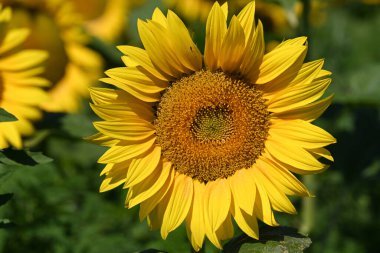 Büyük çiçek açan güzel bir tarla.