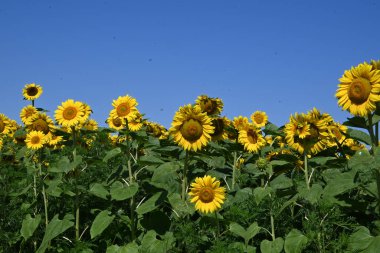 Büyük çiçek açan güzel bir tarla.