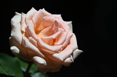 Siyah arkaplanda pembe gül.