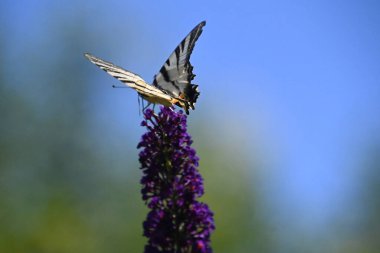 Açık havada yetişen güzel çiçekler, yaz konsepti, yakın manzara.  