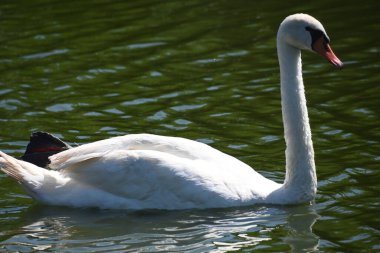 Gölde güzel beyaz kuğu
